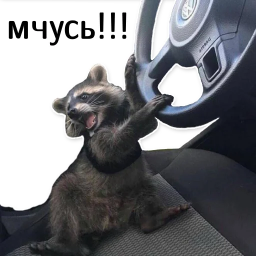 offensive_raccoons sticker 🏃‍♀️
