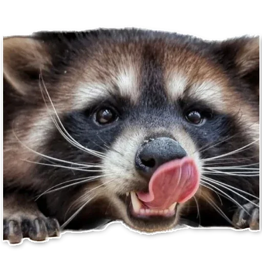 Telegram Sticker «offensive_raccoons» 😍