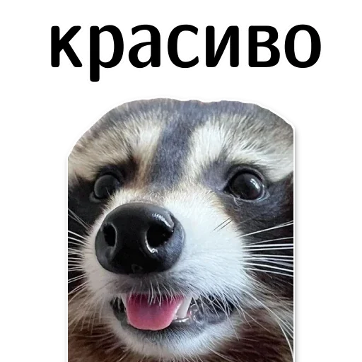 Эмодзи offensive_raccoons 😍