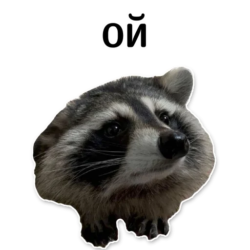 Telegram Sticker «offensive_raccoons» 😬