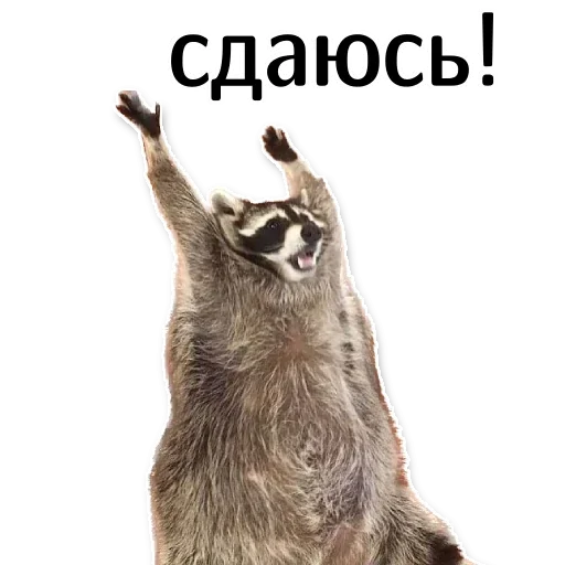 offensive_raccoons sticker 🙌