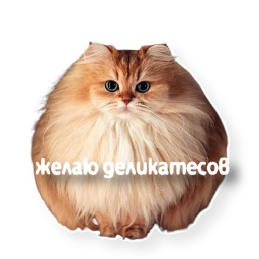 Telegram Sticker «котыдоброты» 😻