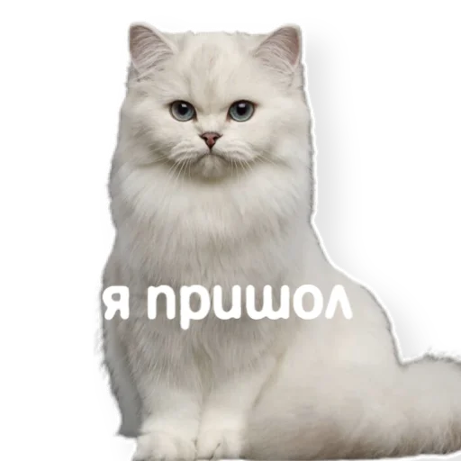 Telegram Sticker «котыдоброты» 👣
