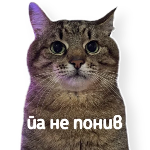 Telegram Sticker «котыдоброты» 😐