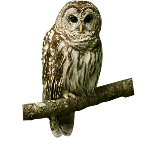 Telegram stikerlari Owls