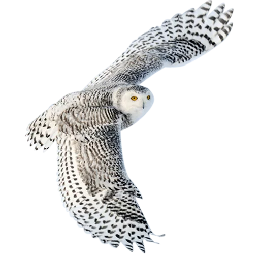 Owls stiker 😐