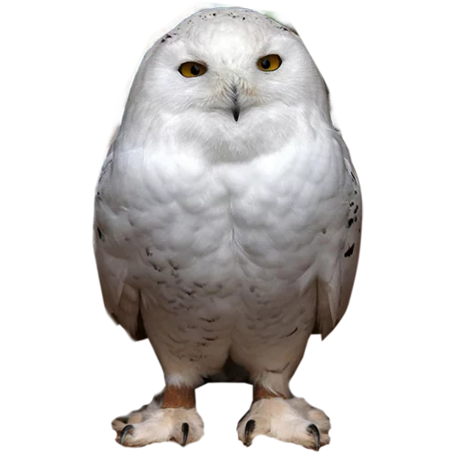 Стикер Owls 😑