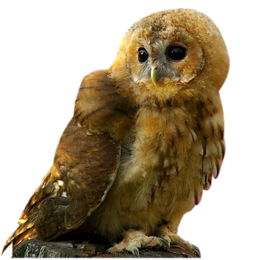 Owls stiker 😒