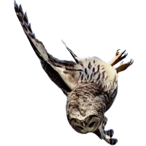 Owls stiker 😱