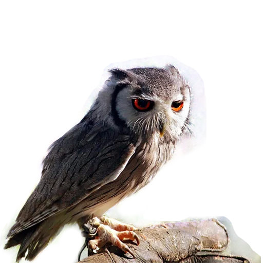 Owls stiker 😞