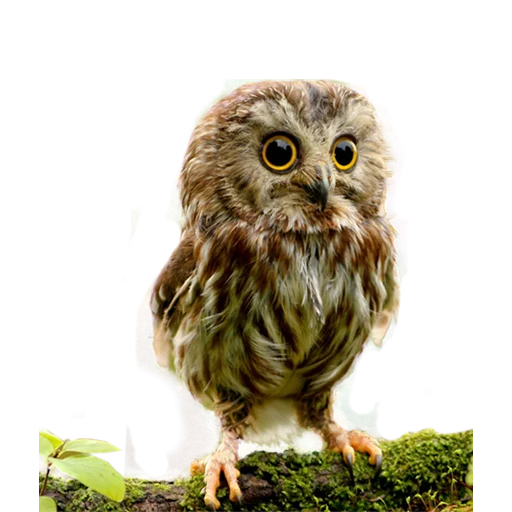 Стикер Owls 😍