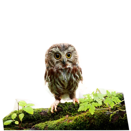 Стикер Owls 😄