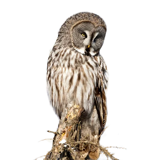 Стикер Owls 😴