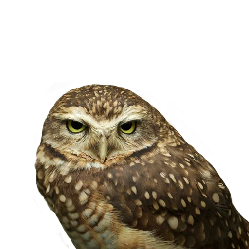 Стикер Owls 😏