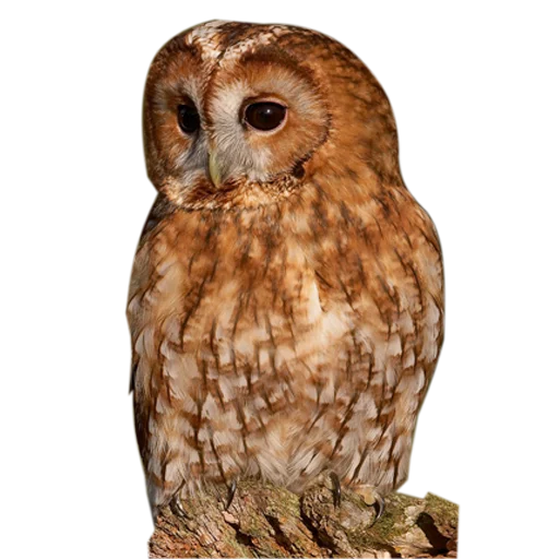 Стикер Owls 👩