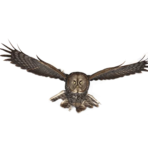 Owls stiker 👻
