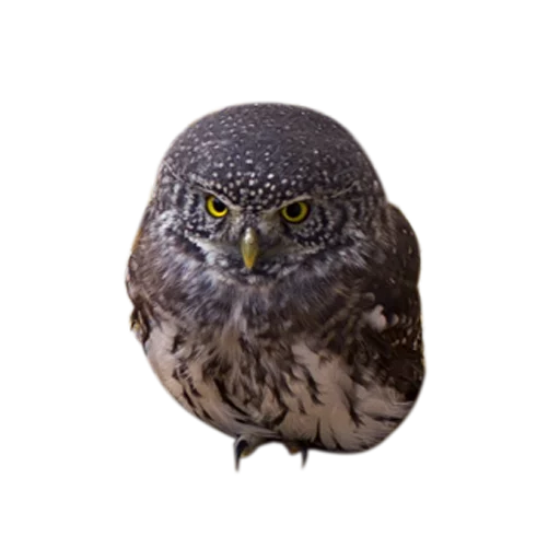 Стикер Owls 🏃