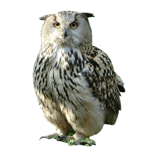 Стікер Telegram «Owls» 😤