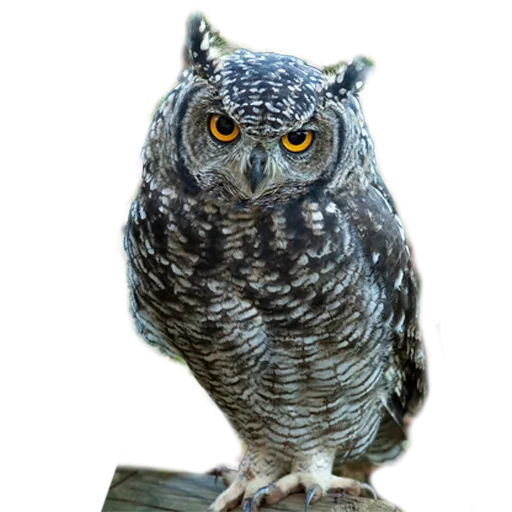 Owls stiker 😲