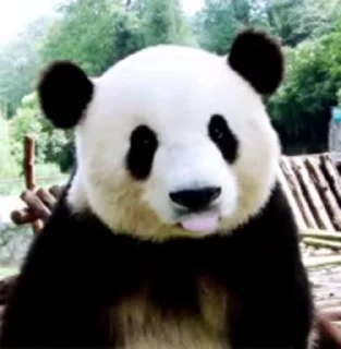 Panda Mood emoji 🐼