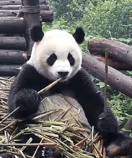 Стикер Panda Mood  🐼