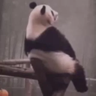Емодзі Panda Mood 🐼