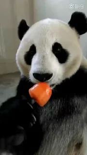 Эмодзи Panda Mood 🐼