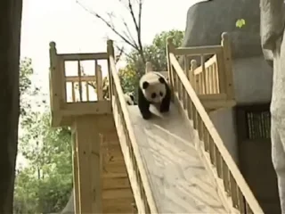 Эмодзи Panda Mood 🐼