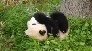 Емодзі Panda Mood 🐼