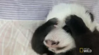 Panda Mood emoji 🐼