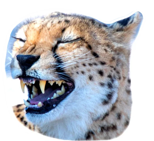 Panther sticker 😆
