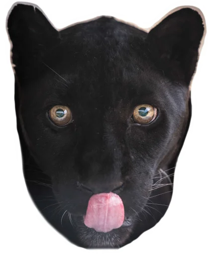 Telegram Sticker «Panther» 😋