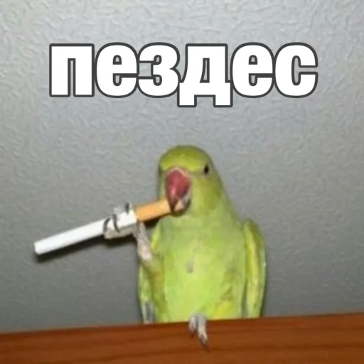 Попуги emoji 🥴