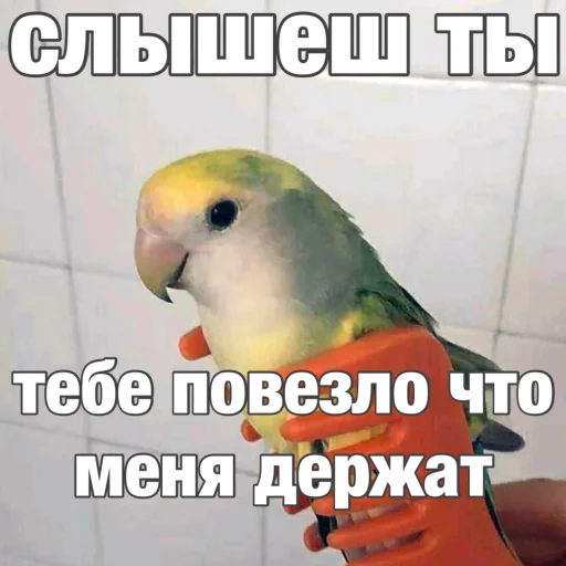 Стікер Попуги 😏