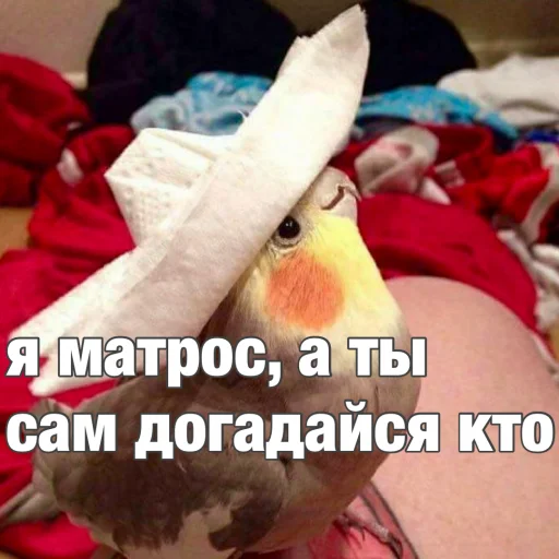 Стікер Попуги 🤡