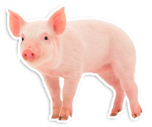 Telegram Sticker «Peppa Pig» 🐖