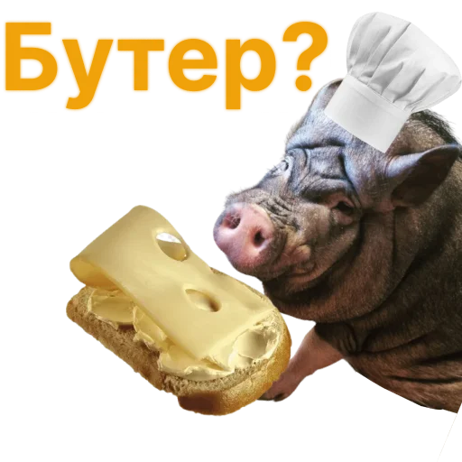 Стикеры телеграм Свинья-Кулинар