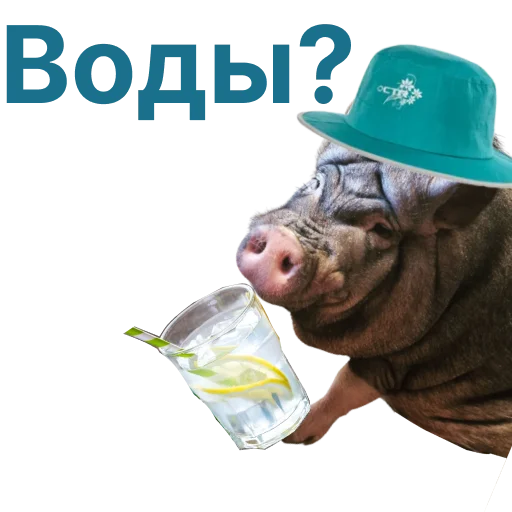 Свинья-Кулинар sticker 🥛