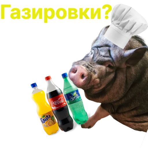 Свинья-Кулинар sticker 🥤