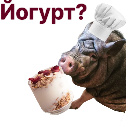 Свинья-Кулинар sticker 🧁
