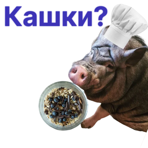 Свинья-Кулинар sticker 🍚