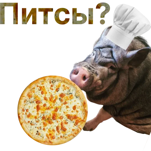 Свинья-Кулинар sticker 🍕