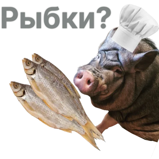 Свинья-Кулинар sticker 🐟