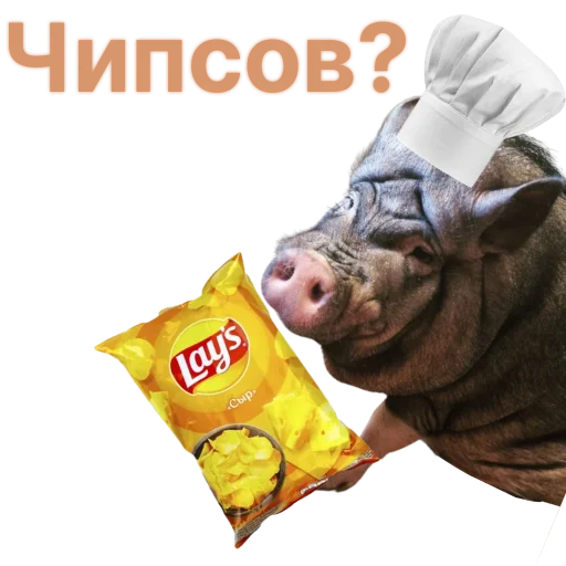 Свинья-Кулинар sticker 🥔
