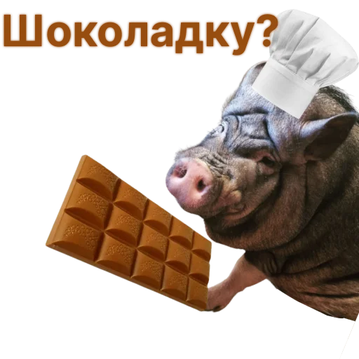 Telegram Sticker «Свинья-Кулинар» 🍫