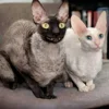 Емодзі Cats | Котики 🦇