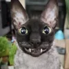Telegram emojisi «Cats | Котики» 🦇
