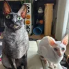 Емодзі Cats | Котики 🦇