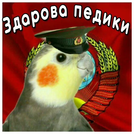 Telegram stiker «Флекс папуги» 👍