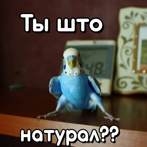 Стікер Telegram «Флекс папуги» 